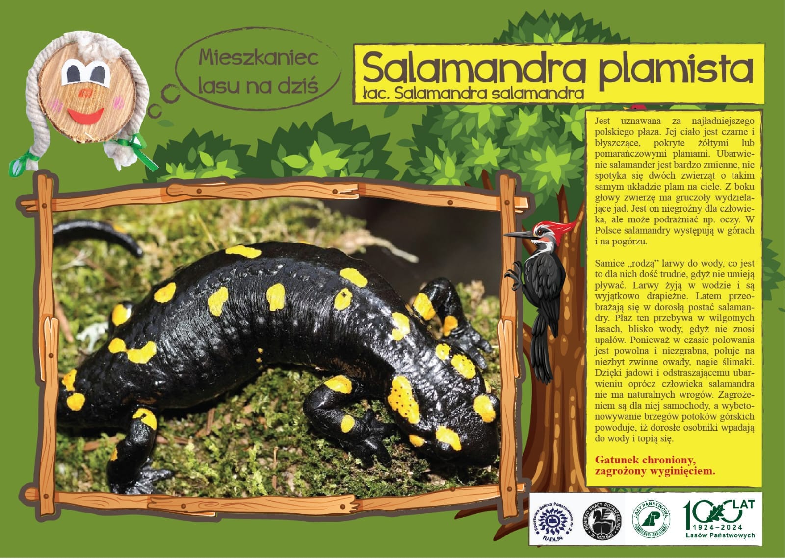 Mieszkaniec lasu na dziś - salamandra plamista