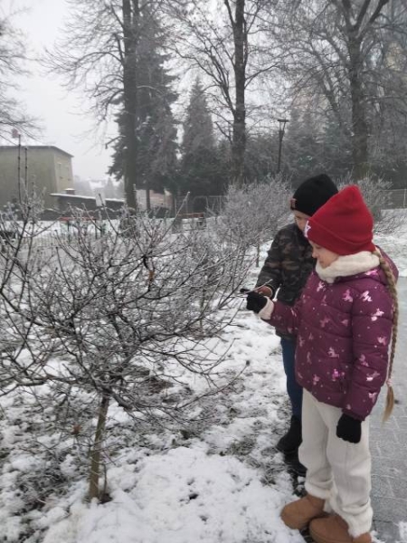 Uroki zimy. Zimowe ciekawostki przyrodnicze.